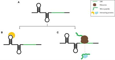 Pervasive translation of small open reading frames in plant long non-coding RNAs